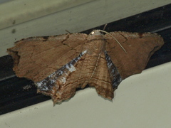 Epiplema coeruleotincta