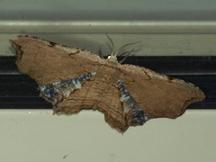 Epiplema coeruleotincta