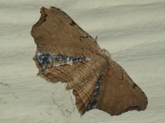 Epiplema coeruleotincta