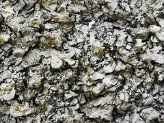 Xanthoparmelia loxodes