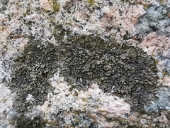 Xanthoparmelia loxodes