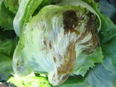 Pseudomonas cichorii