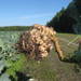 Plasmodiophora brassicae - Photo (c) Juha Tuomola, algunos derechos reservados (CC BY-NC), subido por Juha Tuomola