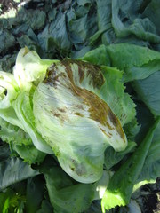 Pseudomonas cichorii