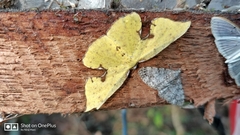 Corymica spatiosa