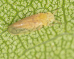 Cryptoneossa triangula