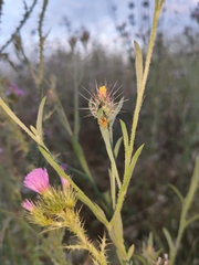 Closterotomus