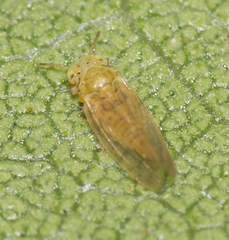 Cryptoneossa triangula