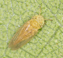 Cryptoneossa triangula