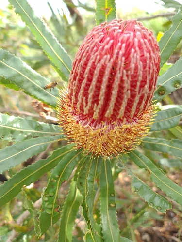 Banksia menziesii (Banksia menziesii)