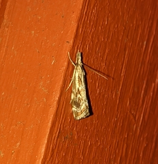 Catoptria oregonicus