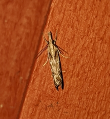 Catoptria oregonicus