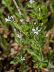 Allophyllum integrifolium