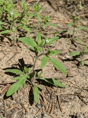 Allophyllum integrifolium