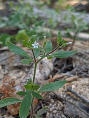 Allophyllum integrifolium