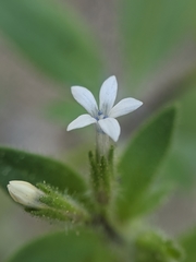 Allophyllum integrifolium