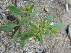 Allophyllum integrifolium