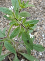 Allophyllum integrifolium