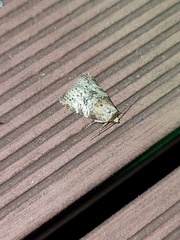 Bryophilina mollicula