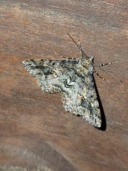 Alcis taiwanovariegata