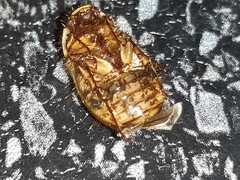 Odontria