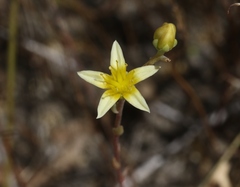 Dudleya variegata