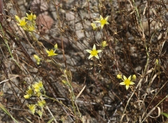 Dudleya variegata