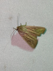 Mythimna changi