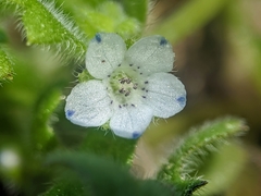 Nemophila pedunculata