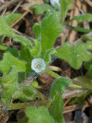 Nemophila pedunculata