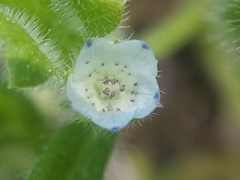 Nemophila pedunculata