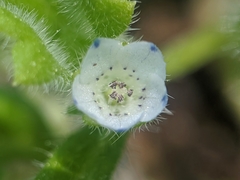 Nemophila pedunculata