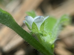 Nemophila pedunculata