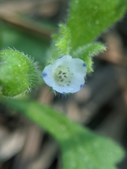 Nemophila pedunculata