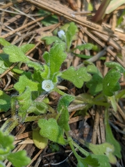 Nemophila pedunculata