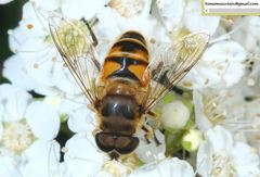 Eristalis cerealis