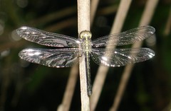 Cratilla lineata