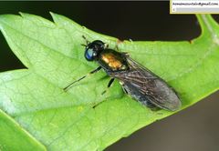 Chloromyia
