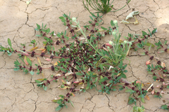 Dysphania glomulifera