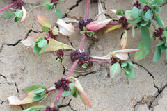 Dysphania glomulifera