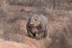 Lasiorhinus latifrons
