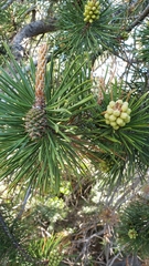 Pinus contorta murrayana