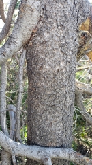 Pinus contorta murrayana