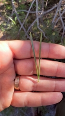 Pinus contorta murrayana