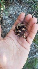 Pinus contorta murrayana