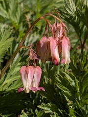 Dicentra nevadensis