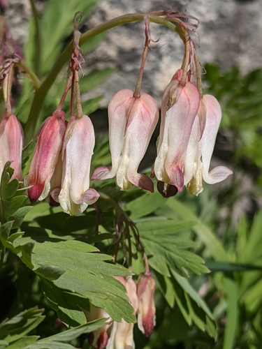 Image of Dicentra nevadensis by no rights reserved