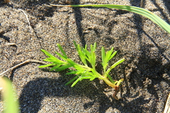 Salsola komarovii