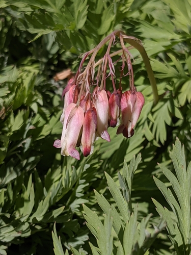 Image of Sierra Bleeding Heart (Dicentra nevadensis) by no rights reserved