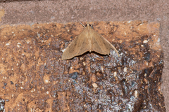 Hyalobathra crenulata